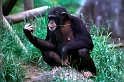 Cimpanza 48